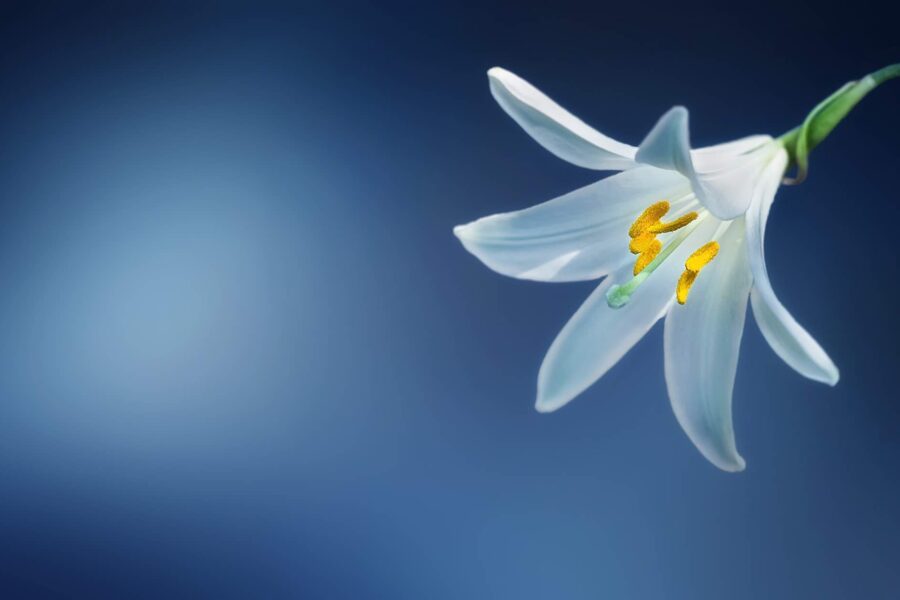 flower-lily-lilium-candidum-madonna-lily-kopi