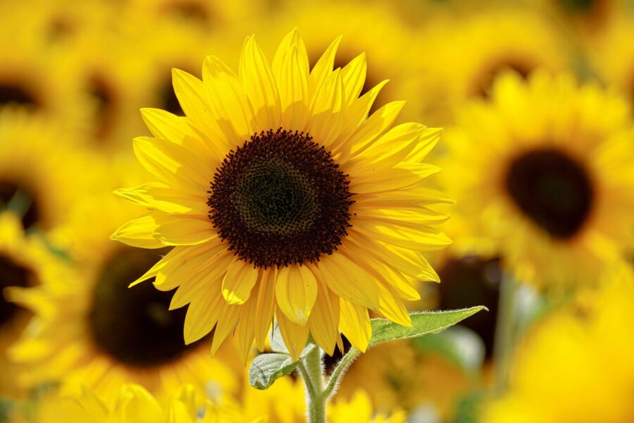 shallow-focus-photography-of-yellow-sunflower-field-under-1169084