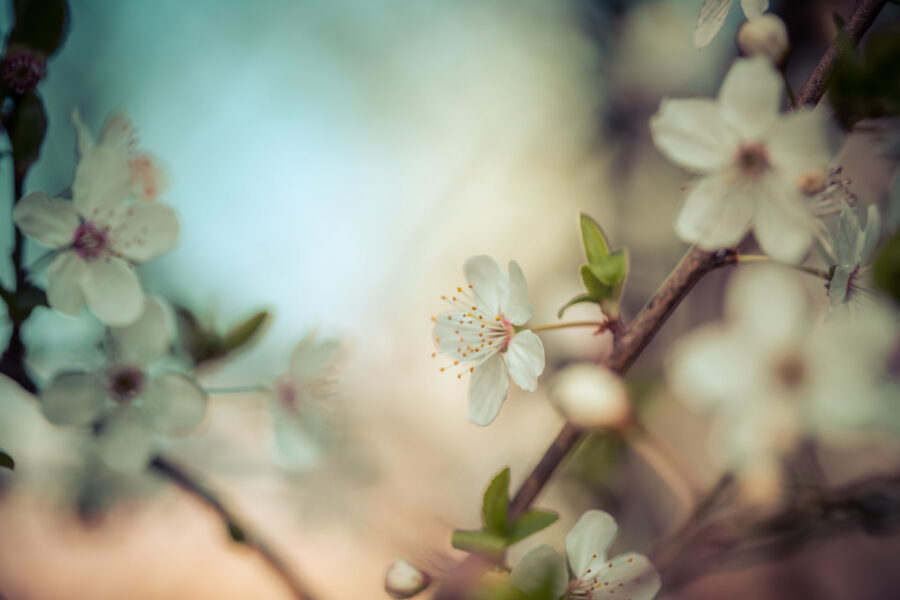 Close up picture of white blooming cherry blossoms, copy space