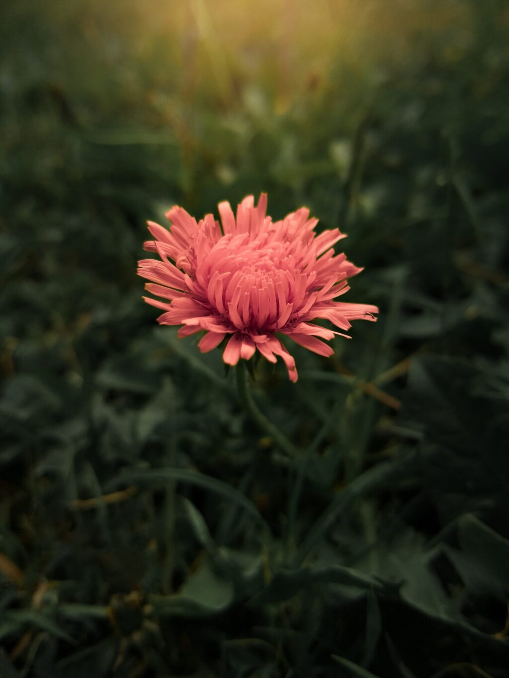 En blomst med kraftig rosa farge som blir fanget av lyset
