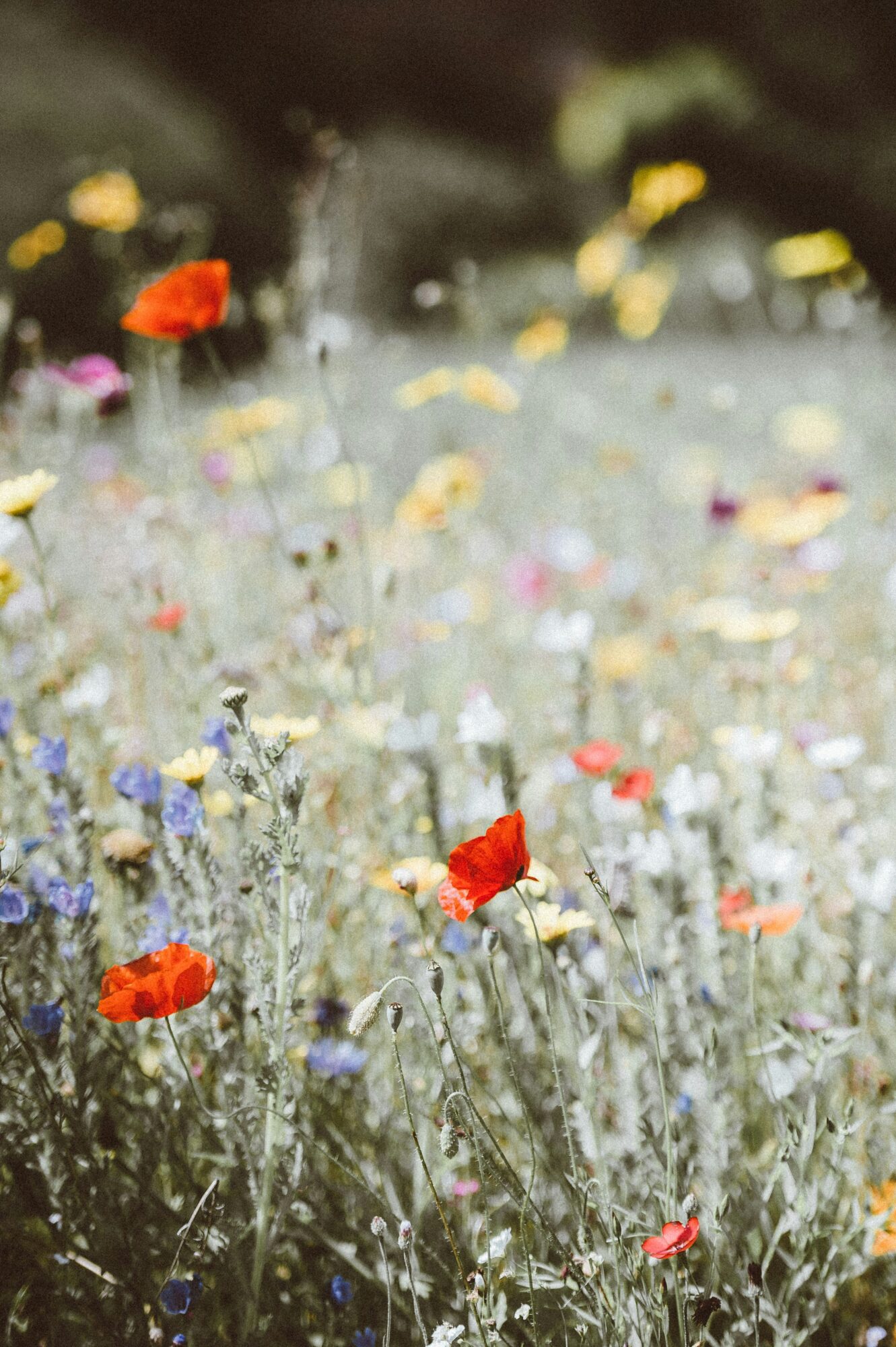 Blomstereng med villblomster