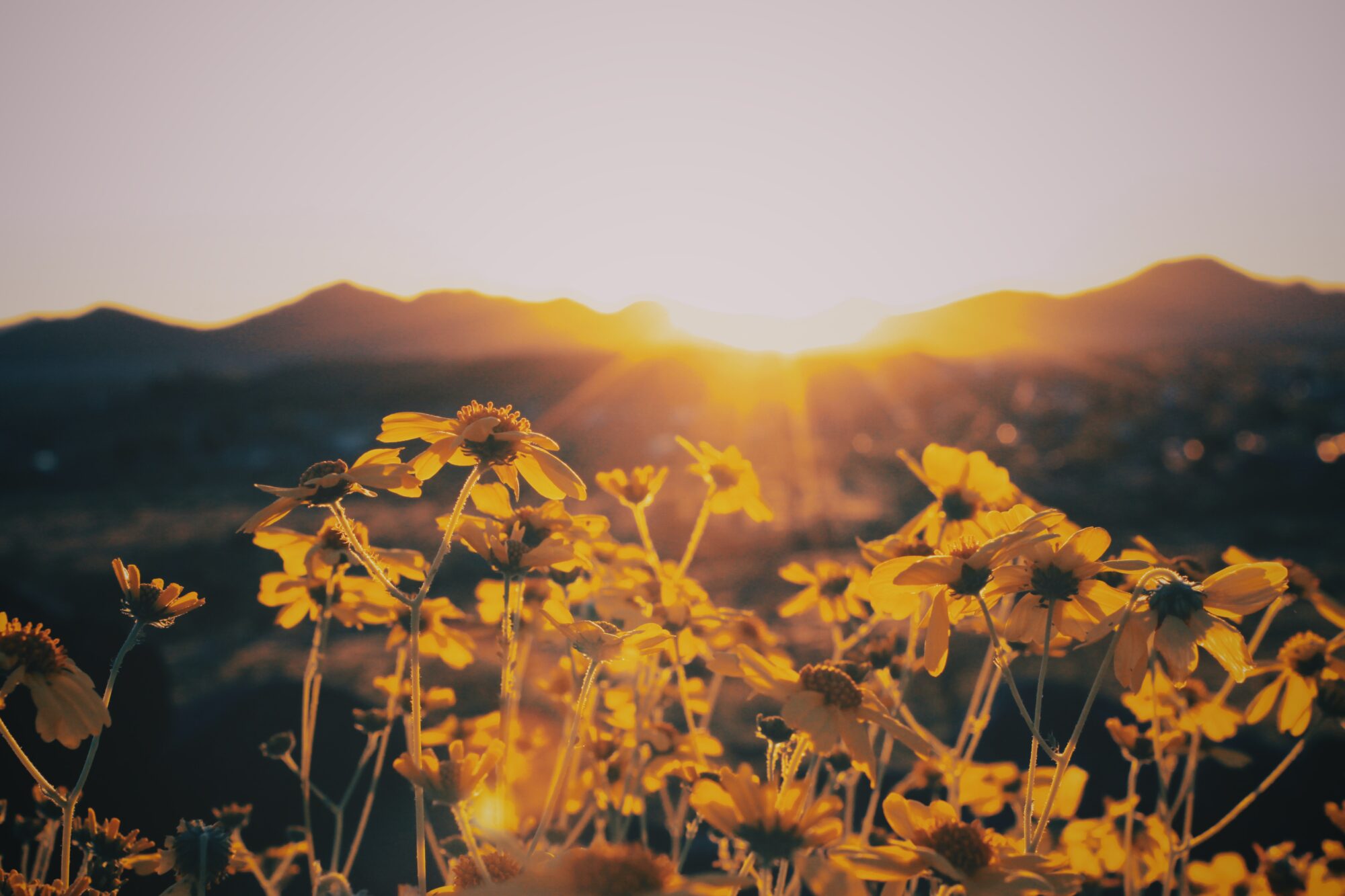 Blomtstereeng med gule blomster i soloppgang