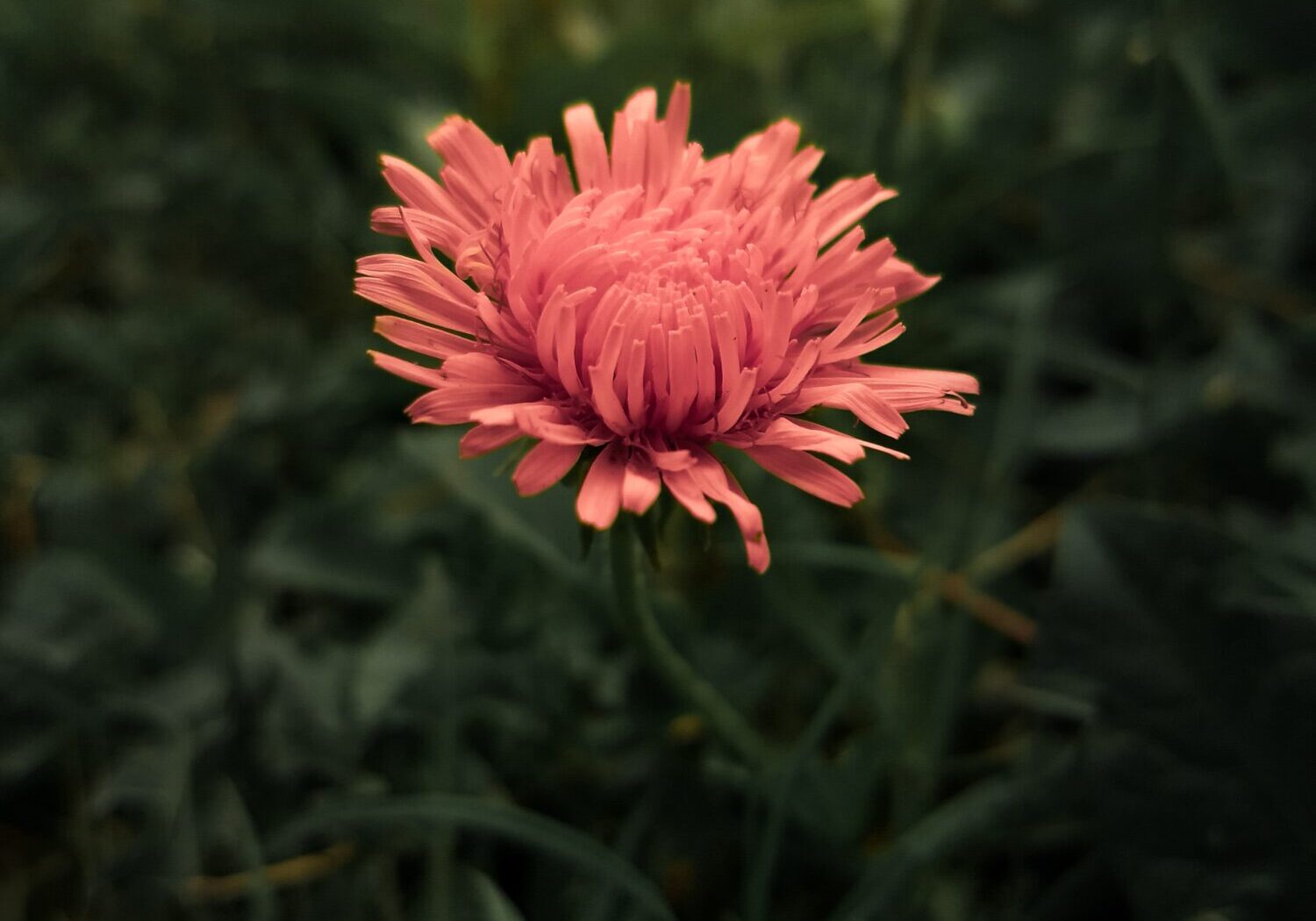 En blomst med kraftig rosa farge som blir fanget av lyset