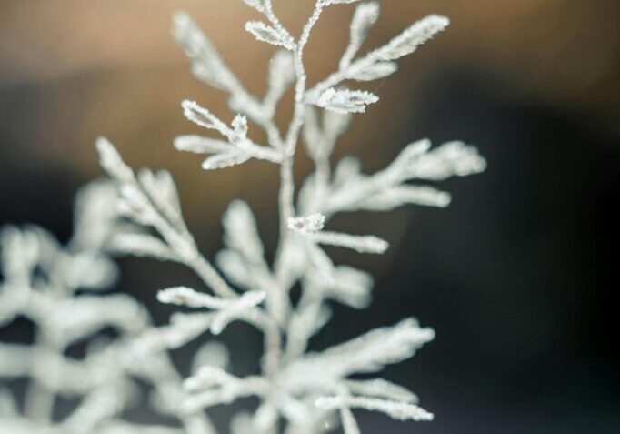 pexels-lukas-hartmann-304281-1624737 (1)