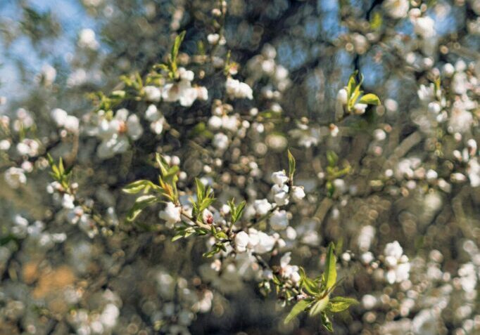 pexels-sila-onorevole-2148445091-31199451