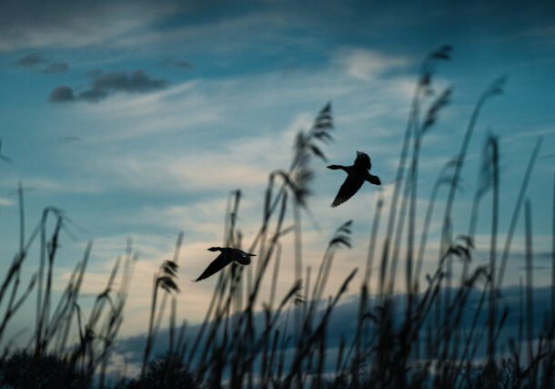 Siluett av to fugler som flyr mot mørk blå himmel med strå i forkant.